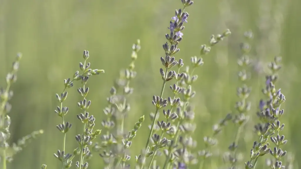 A close view of purple flowers on a lavender bush