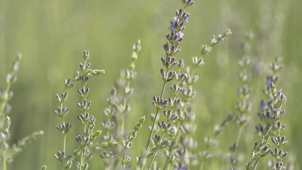 Essential Oils and Anxiety: A Guide to the Claims