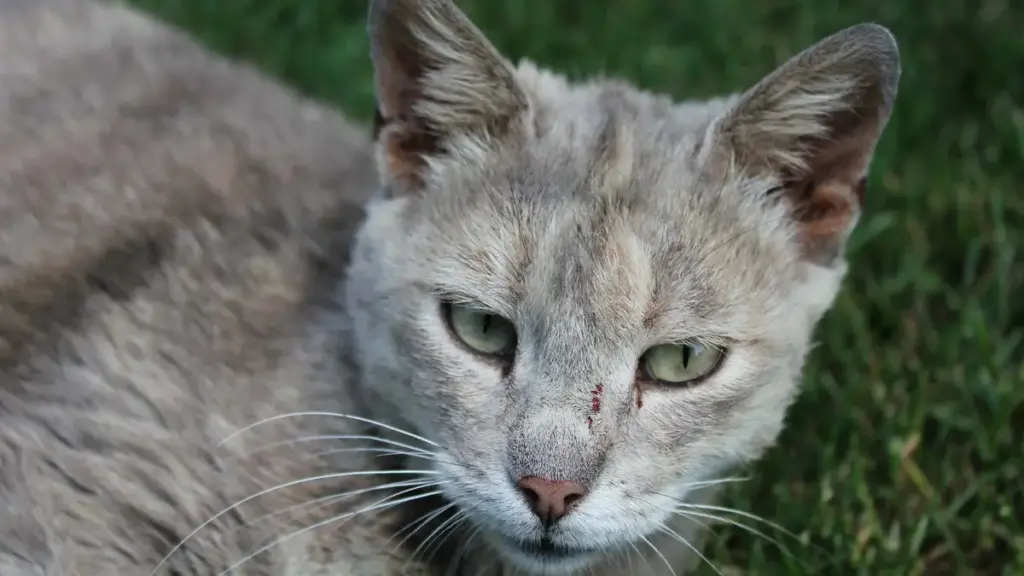Portrait of a grey domestic shorthair cat outdoors
