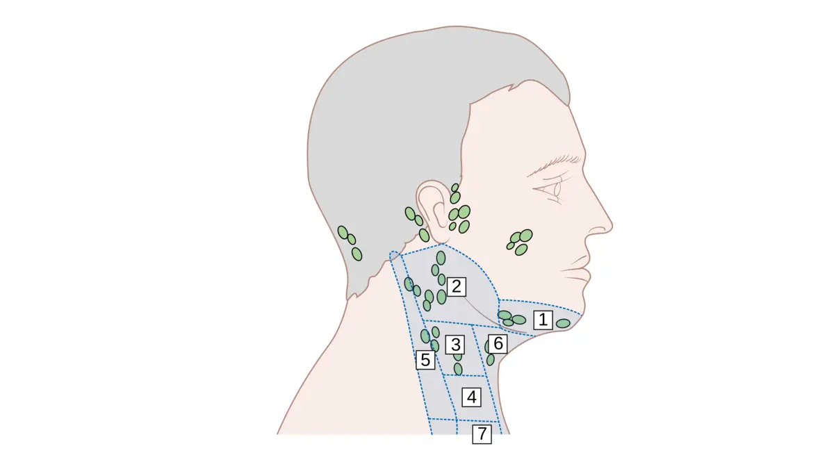 Essential Oils for Swollen Lymph Nodes: Evidence and Warning Signs