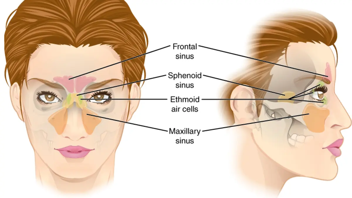 Essential Oils for Sinus Infection: Relief, Evidence and Safety