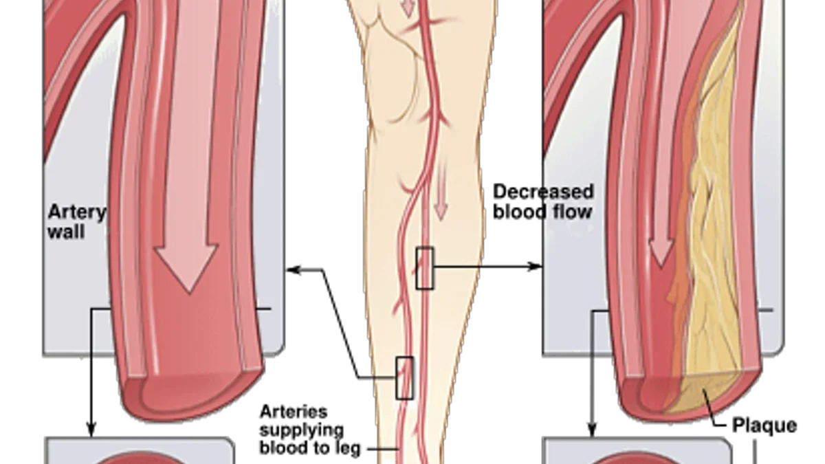 Essential Oils for Poor Circulation: What Blood-Flow Studies Mean