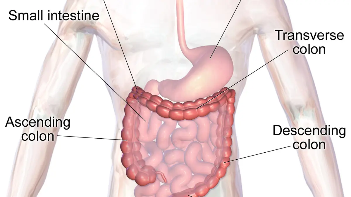 Essential Oils for Constipation: Massage Evidence and Safety