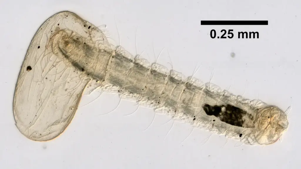 Microscope image of a cat flea larva with a scale bar