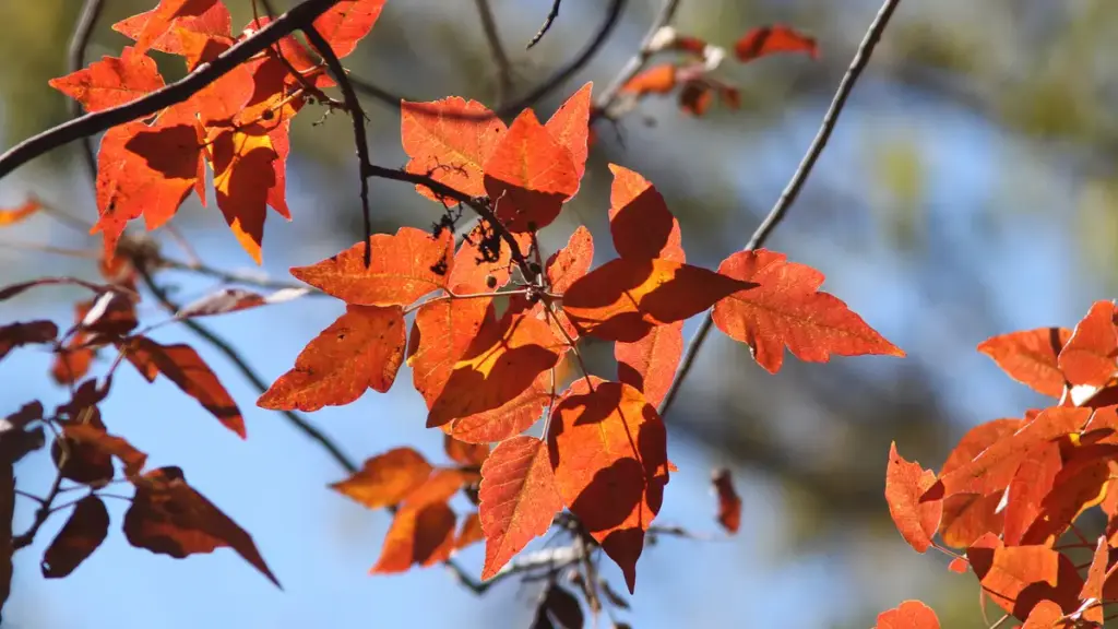 Photograph of poison ivy leaves in autumn