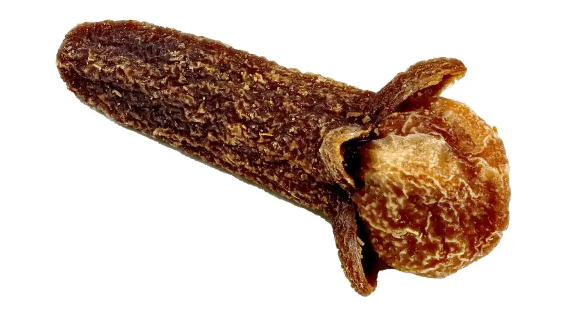 Close photograph of a dried aromatic clove