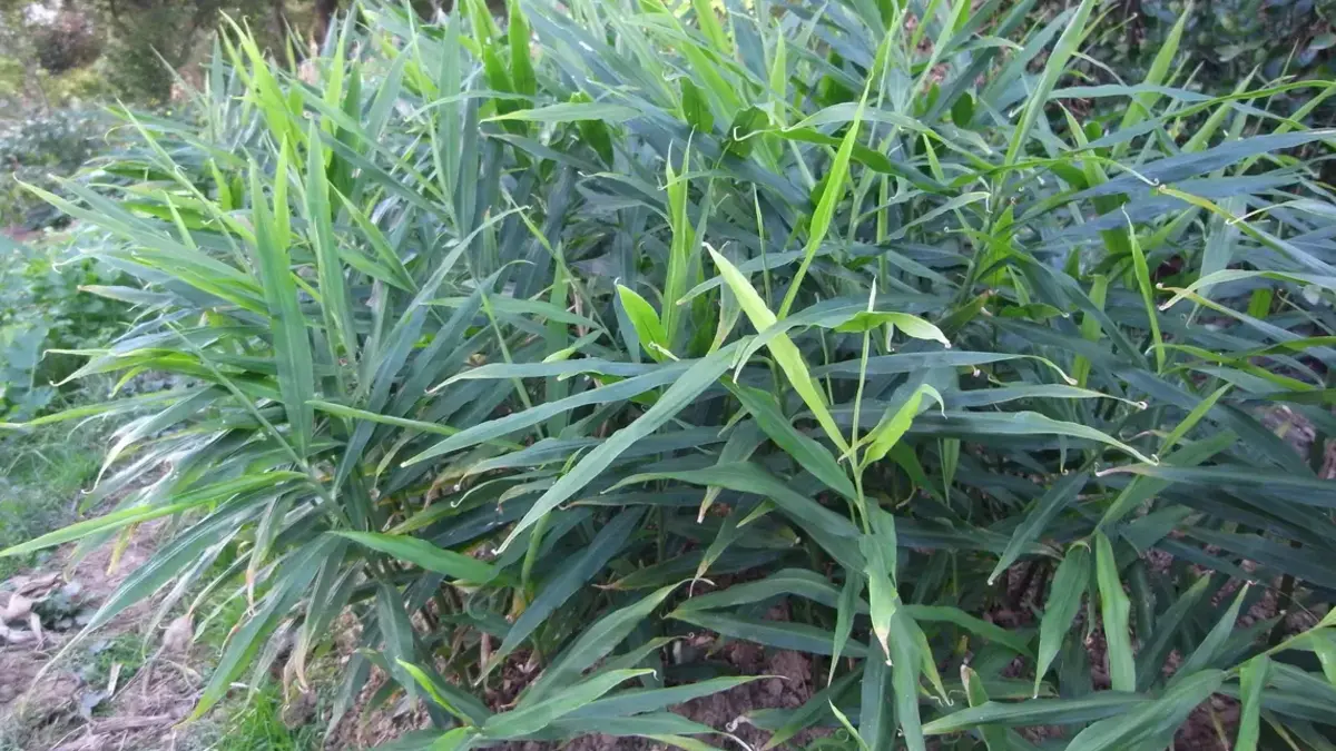 Photograph of a dense stand of green ginger plants