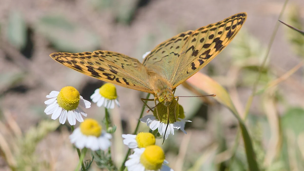 A butterfly resting on white and yellow German chamomile flowers