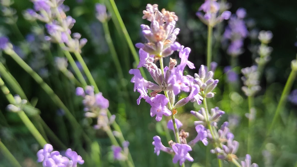 Purple English lavender flowers among green stems