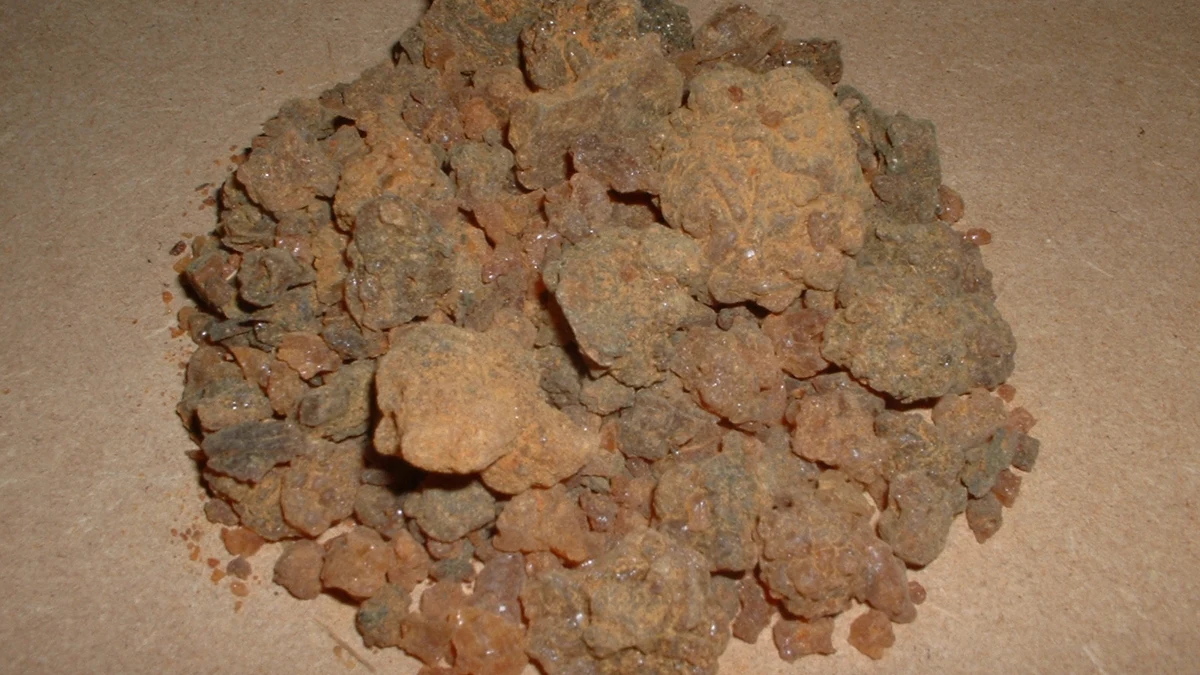 Brown pieces of myrrh resin from Oman
