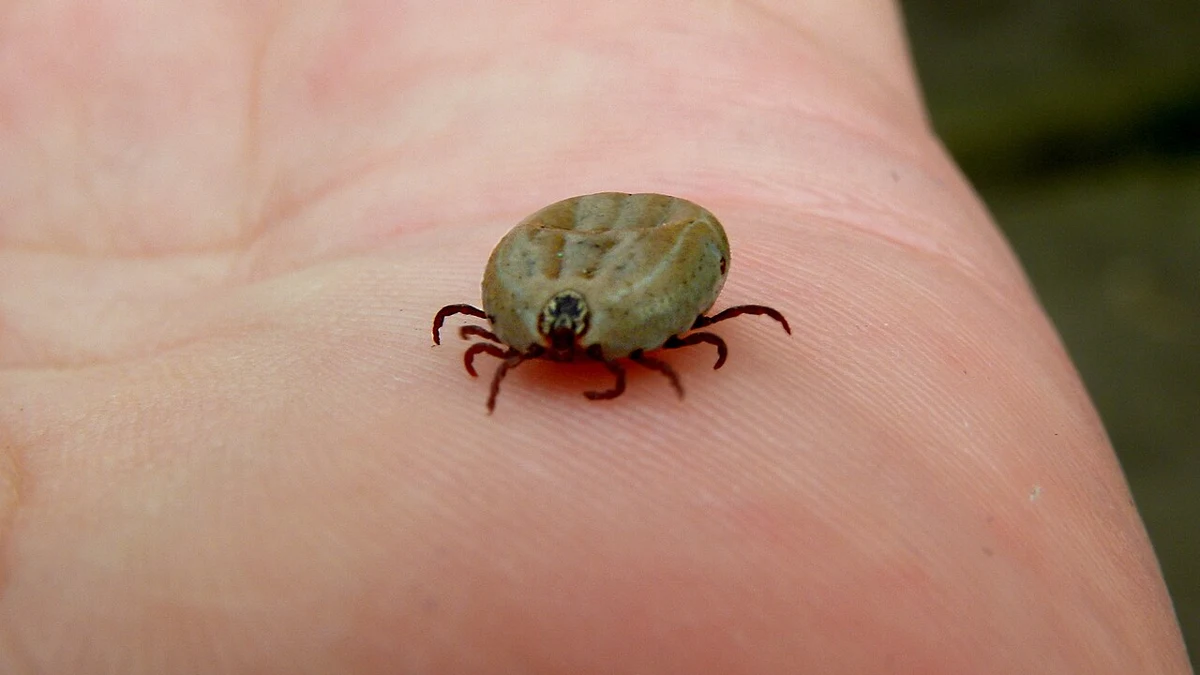An engorged Ixodes ricinus tick resting on a human palm