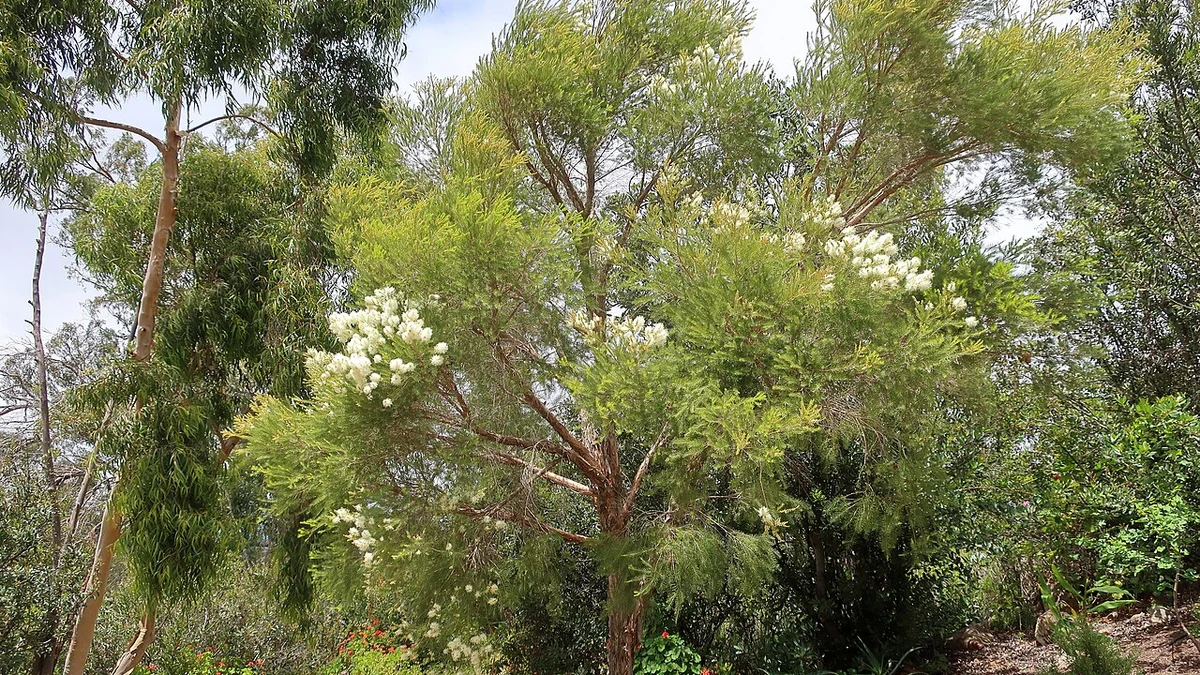 A flowering Melaleuca alternifolia tea tree in a botanical garden