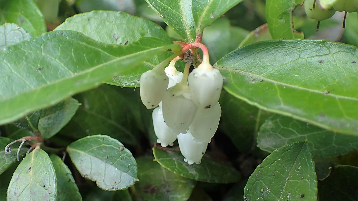 White bell-shaped wintergreen flowers beneath glossy green leaves
