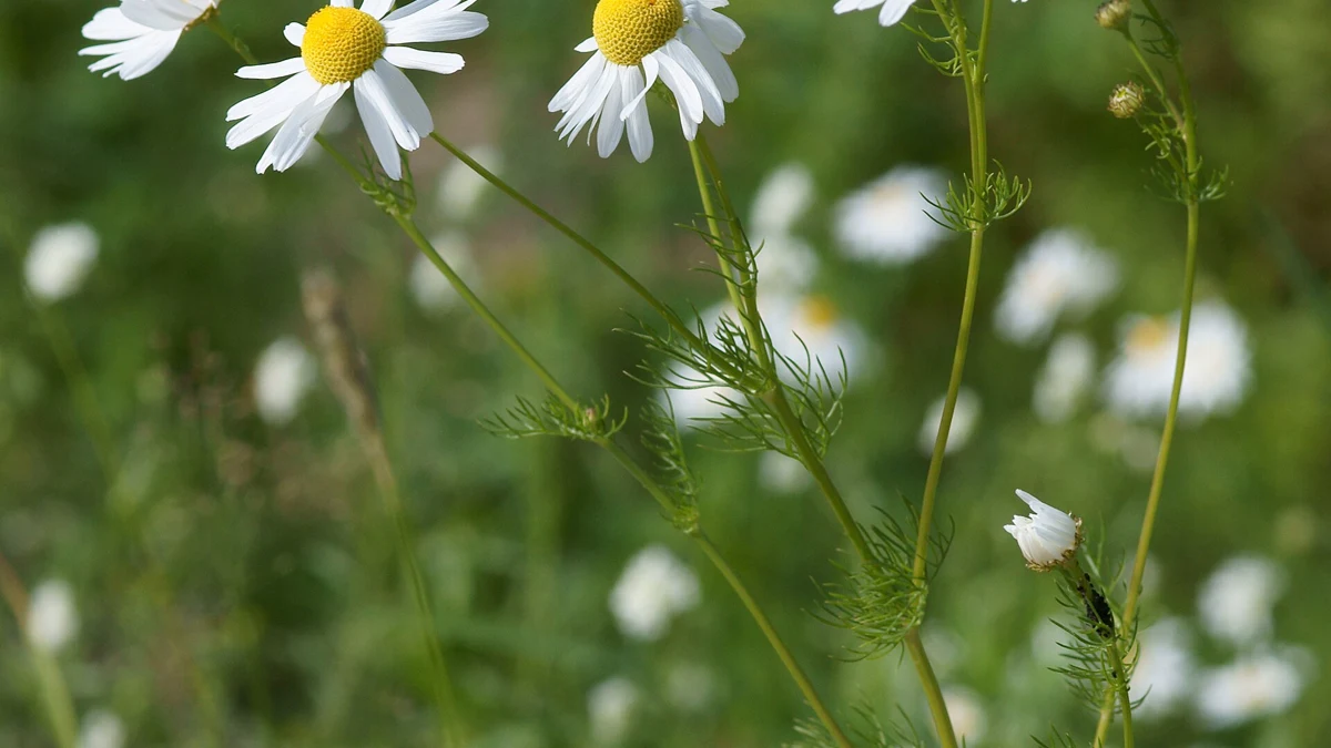White chamomile flowers with yellow centres
