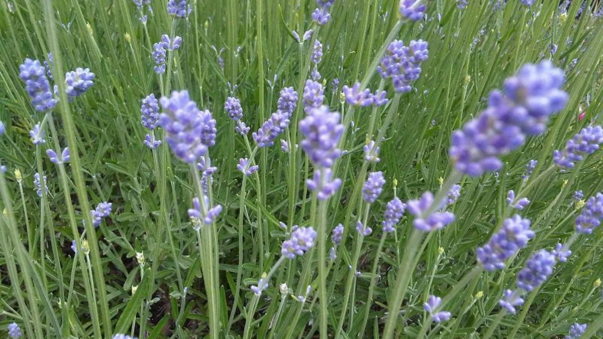 Purple lavender flowers growing outdoors