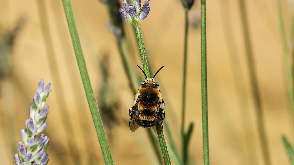 Lavender Oil for Migraine: Small Human Trials and the New Mouse Study