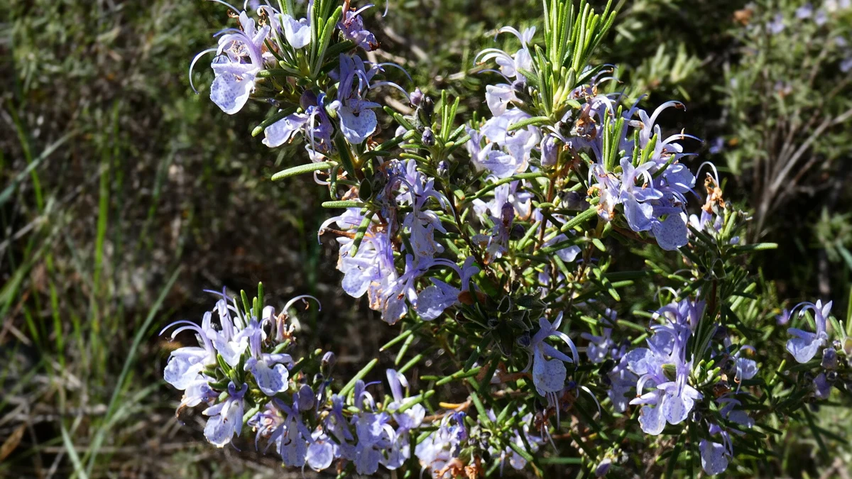 Rosemary leaves and flowers on woody stems