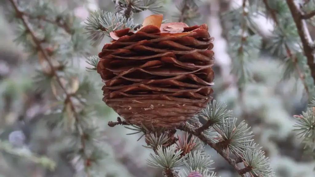 A dehiscing seed cone on an Atlas cedar tree