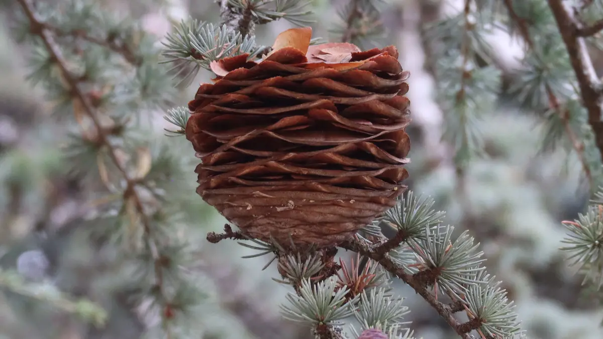 A dehiscing seed cone on an Atlas cedar tree