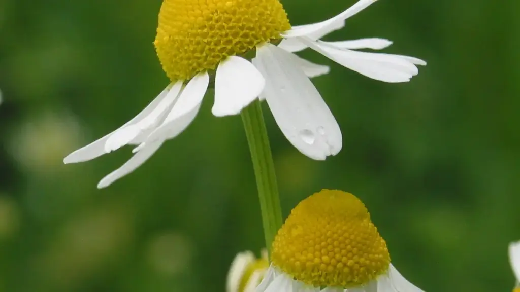 Two white and yellow German chamomile flower heads