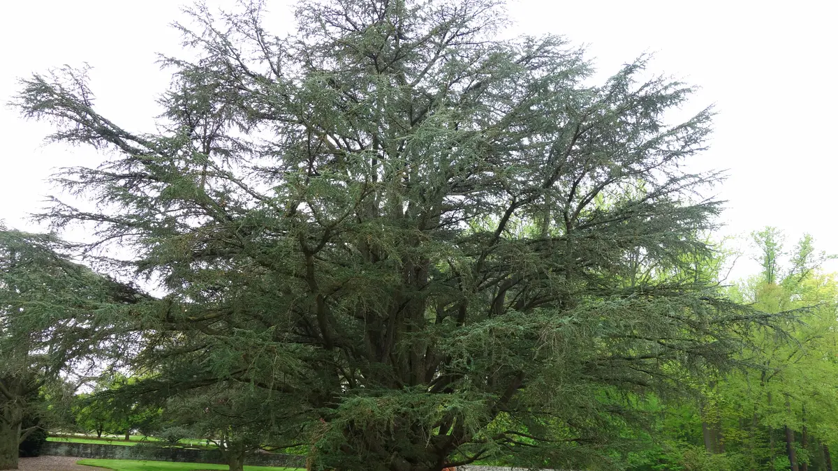 A mature Atlas cedar tree in a garden
