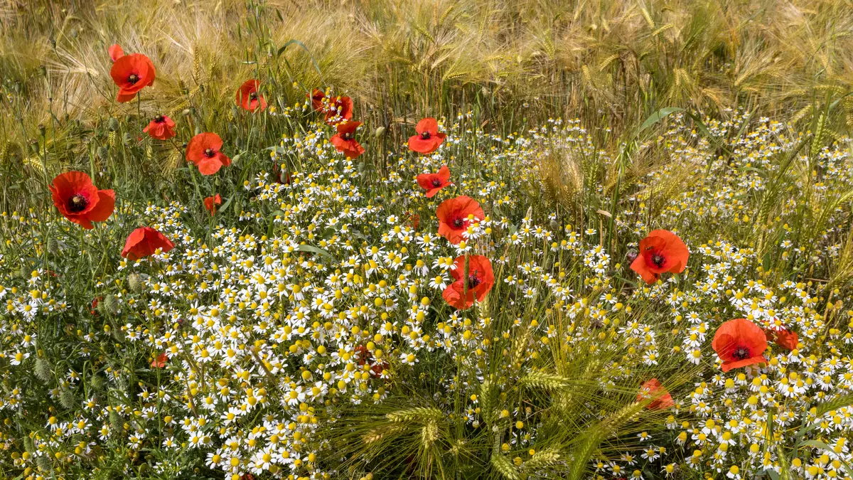 Wild chamomile and poppies growing beside a barley field