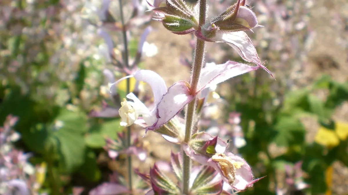 Pale pink and violet flowers of a clary sage plant