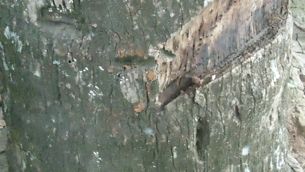 A coconut with cut notches in its husk