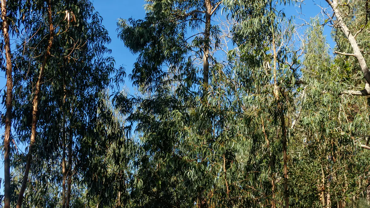 The trunk and foliage of a mature Eucalyptus globulus tree