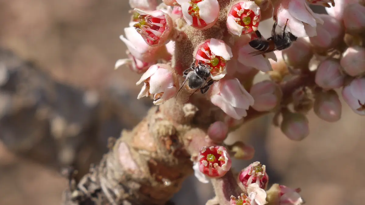 A Boswellia serrata tree growing in India