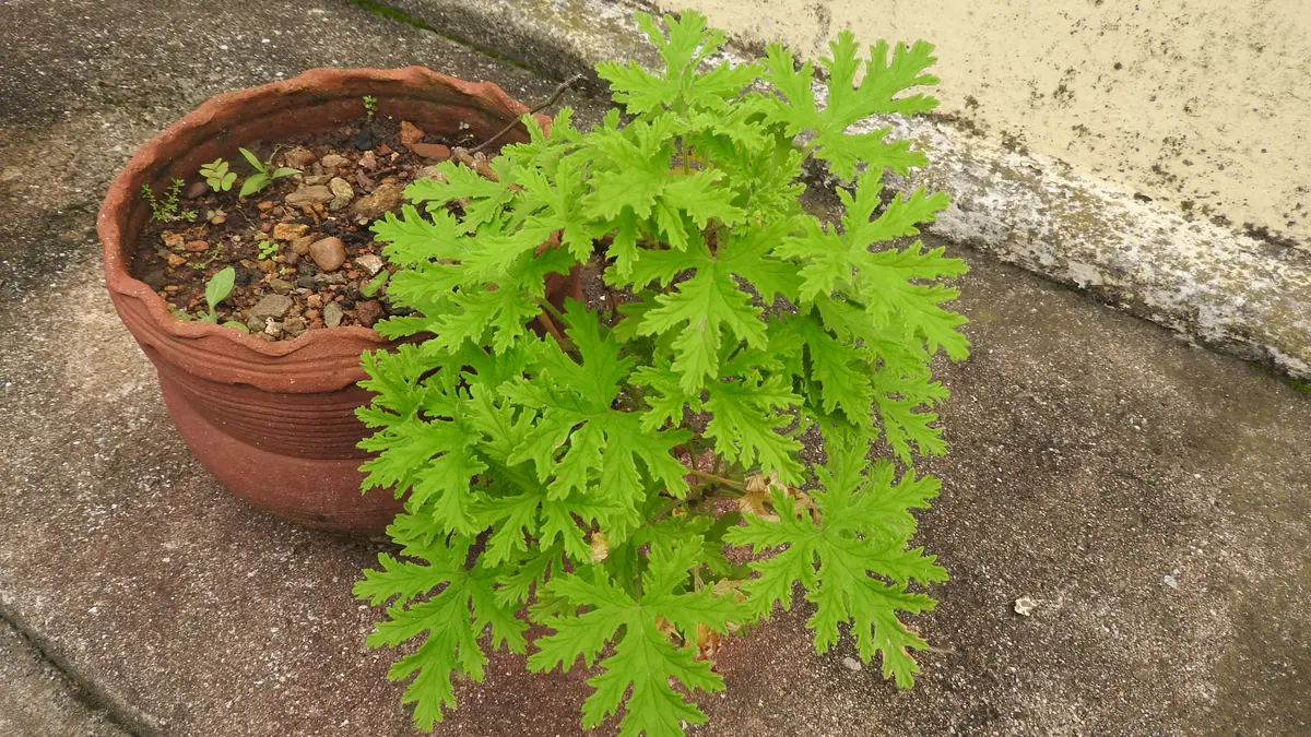 Pink flowers and green leaves of Pelargonium graveolens