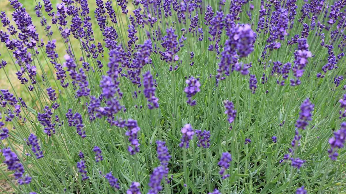 Purple Lavandula angustifolia flower spikes