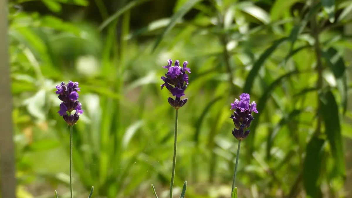 Deep purple Lavandula angustifolia flowers