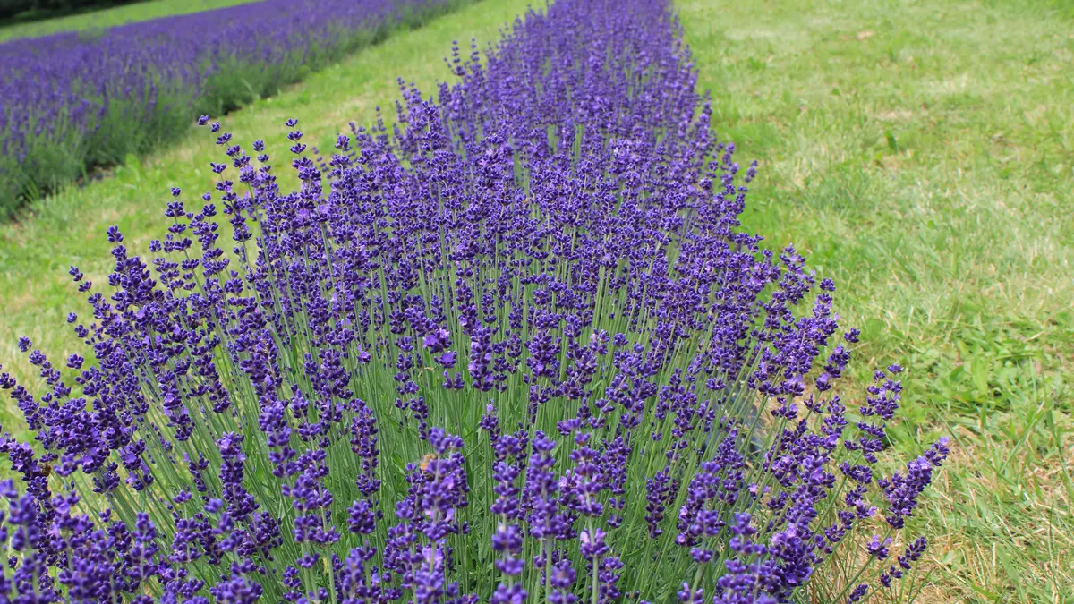 Purple English lavender flowers in a garden