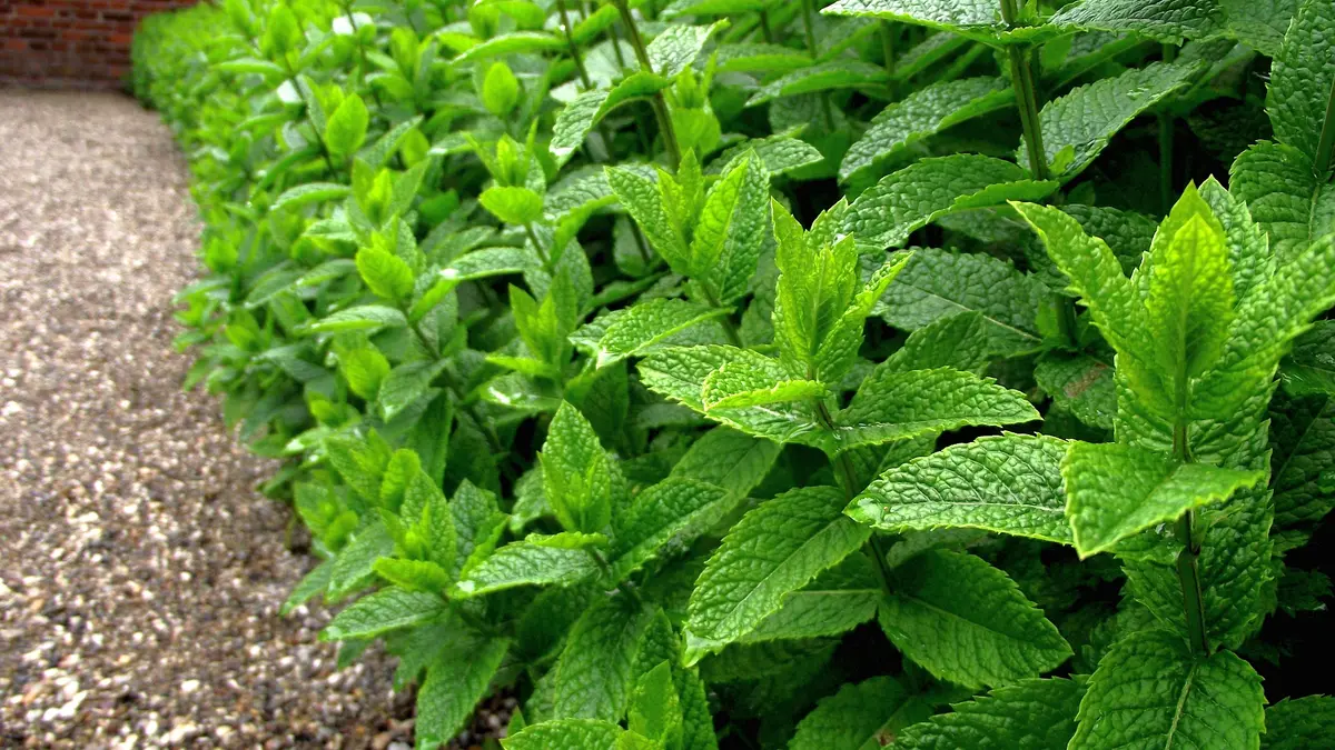Rows of green peppermint plants growing in a field