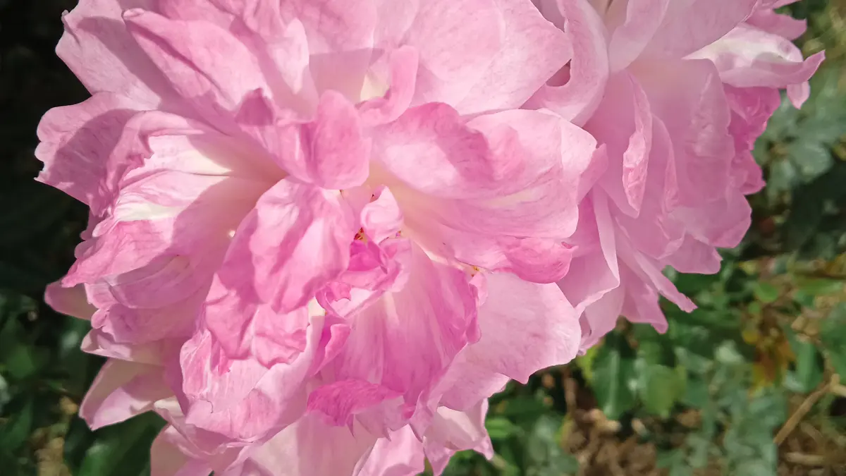 A pale pink Damask rose flowering in a garden
