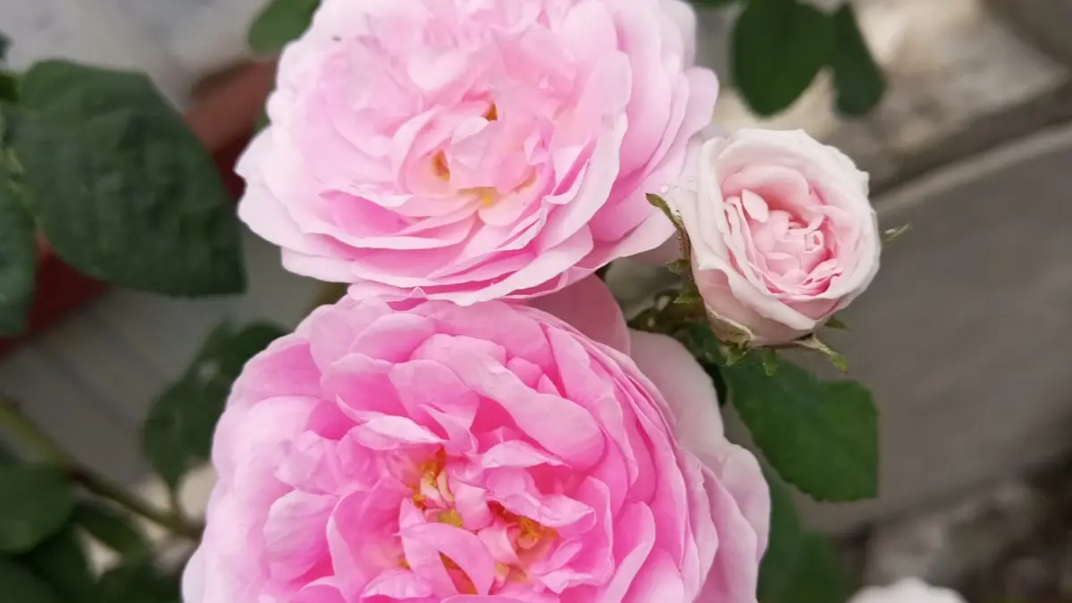 Close view of a pink Damask rose flower