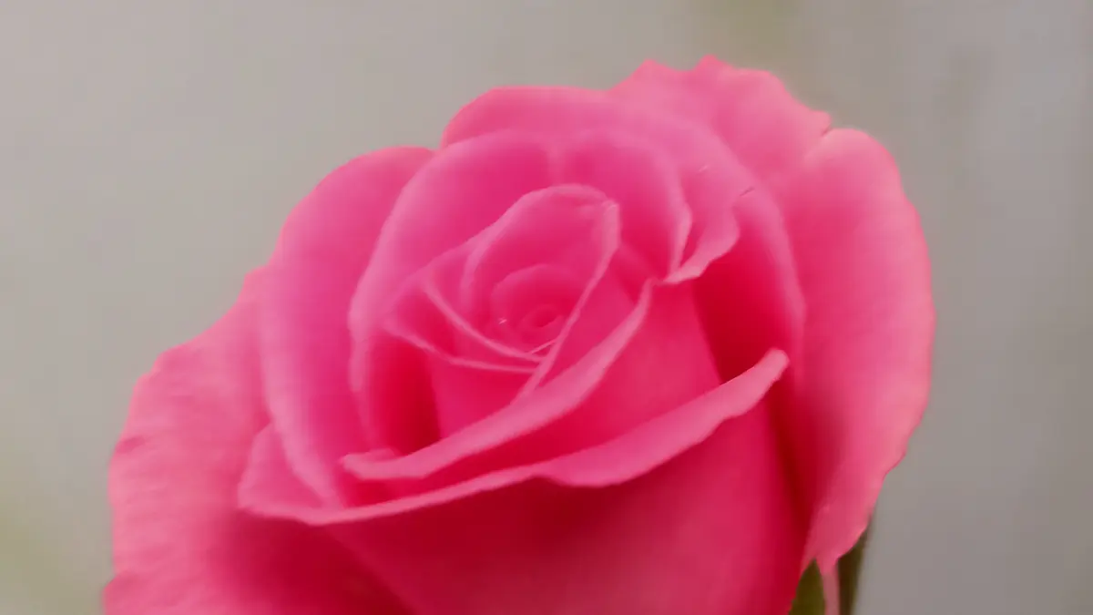 A pink Damask rose flower viewed close up