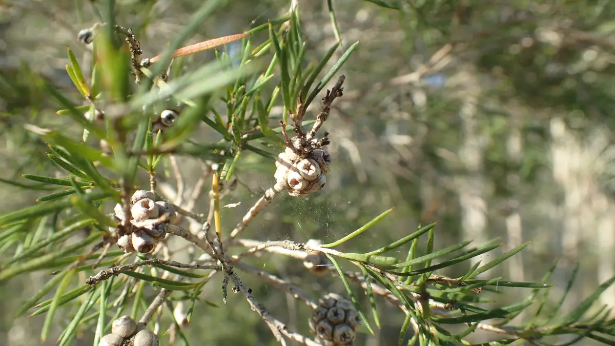 Small woody fruits among narrow Melaleuca alternifolia leaves