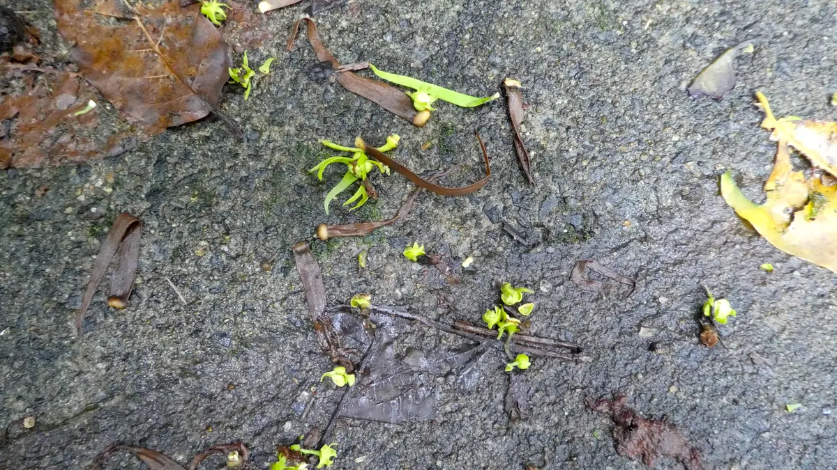 Greenish yellow ylang-ylang flowers among glossy leaves