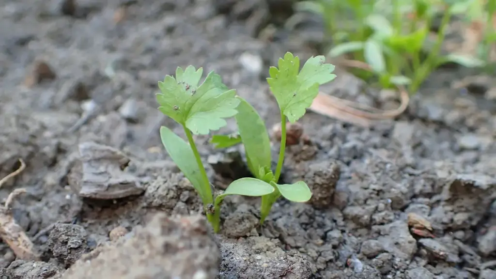 Young green Coriandrum sativum plants growing in a botanical garden