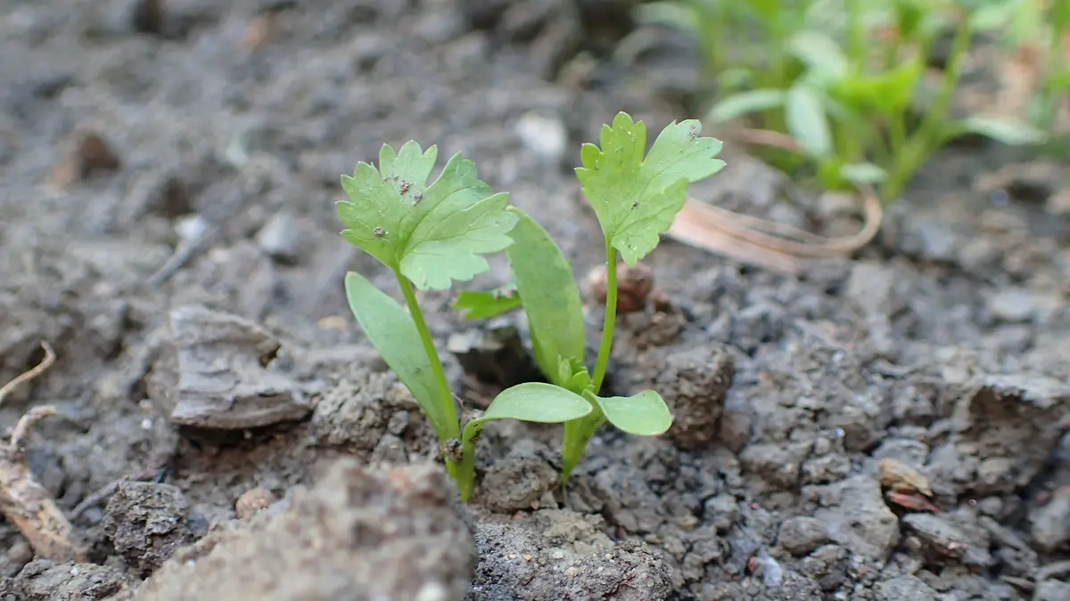 Young green Coriandrum sativum plants growing in a botanical garden