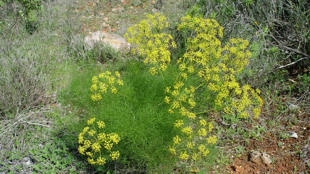 A mature fennel plant with fine green leaves and yellow flower heads