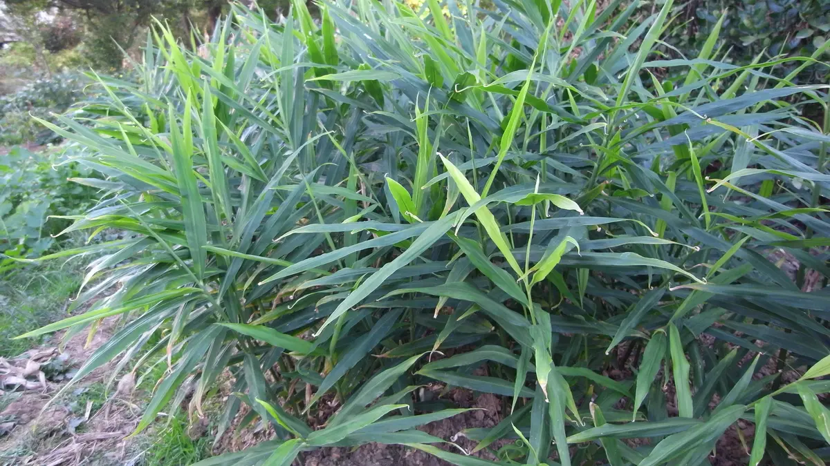 A dense stand of green ginger plants