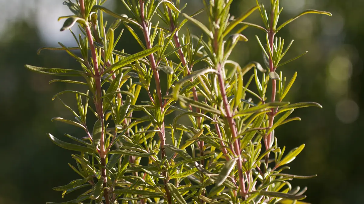 Essential Oils and Hair Growth: What Does the Evidence Show?