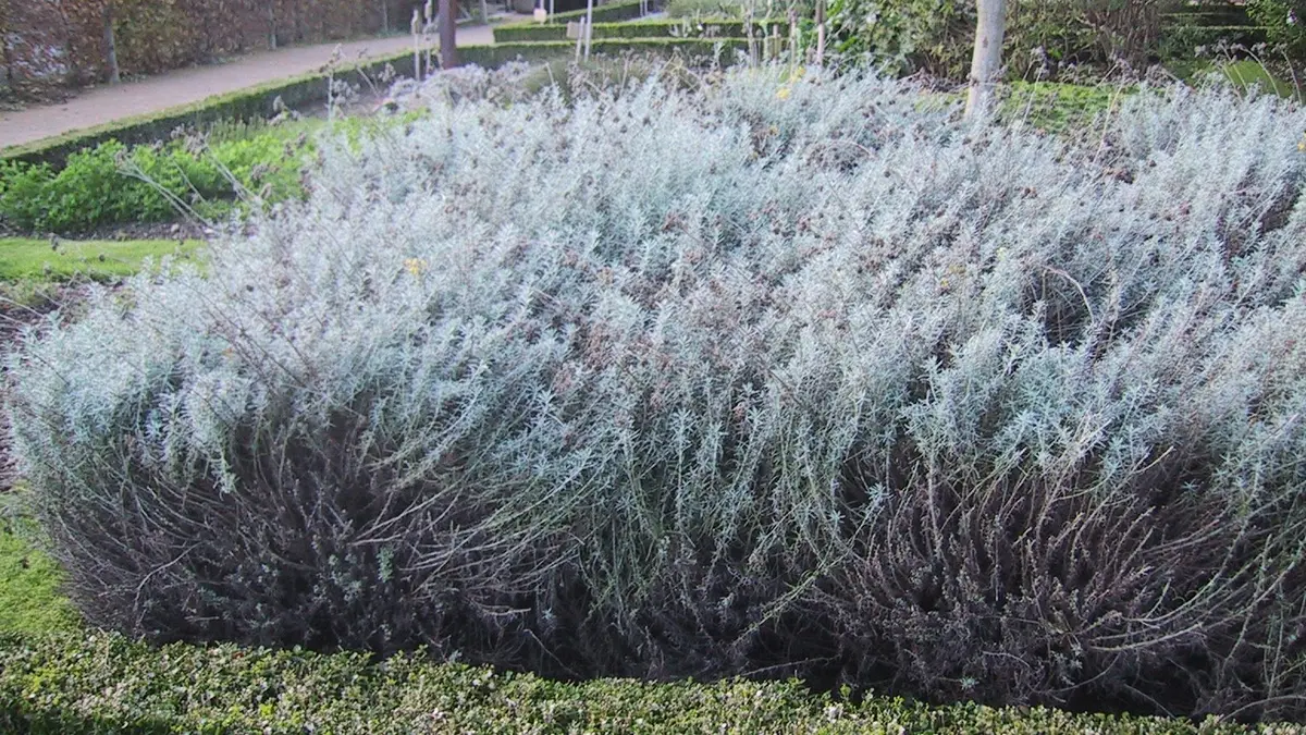 A flowering Helichrysum italicum shrub