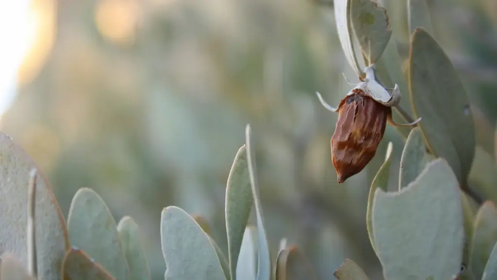 Green leaves and fruit on a jojoba plant
