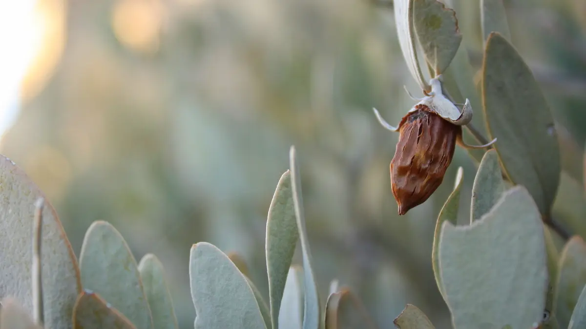 Green leaves and fruit on a jojoba plant