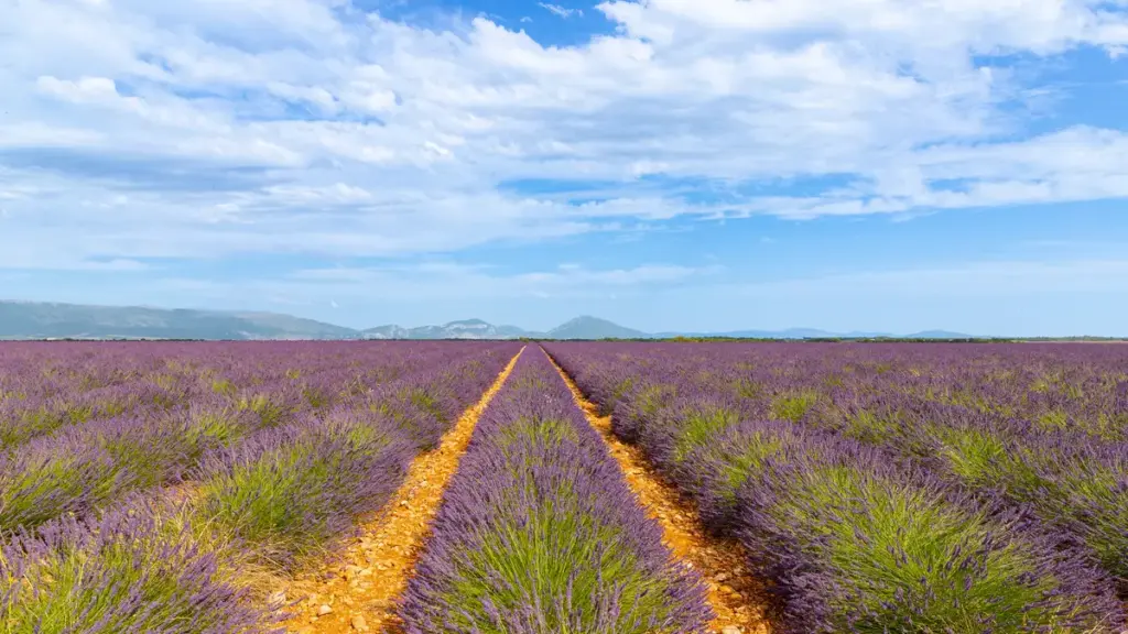 Rows of purple lavender flowering in a field in Provence