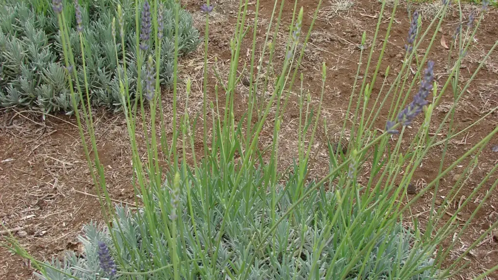 A flowering Lavandula angustifolia plant